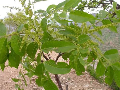 anacardiaceae species|Anacardiaceae R.Br. .
